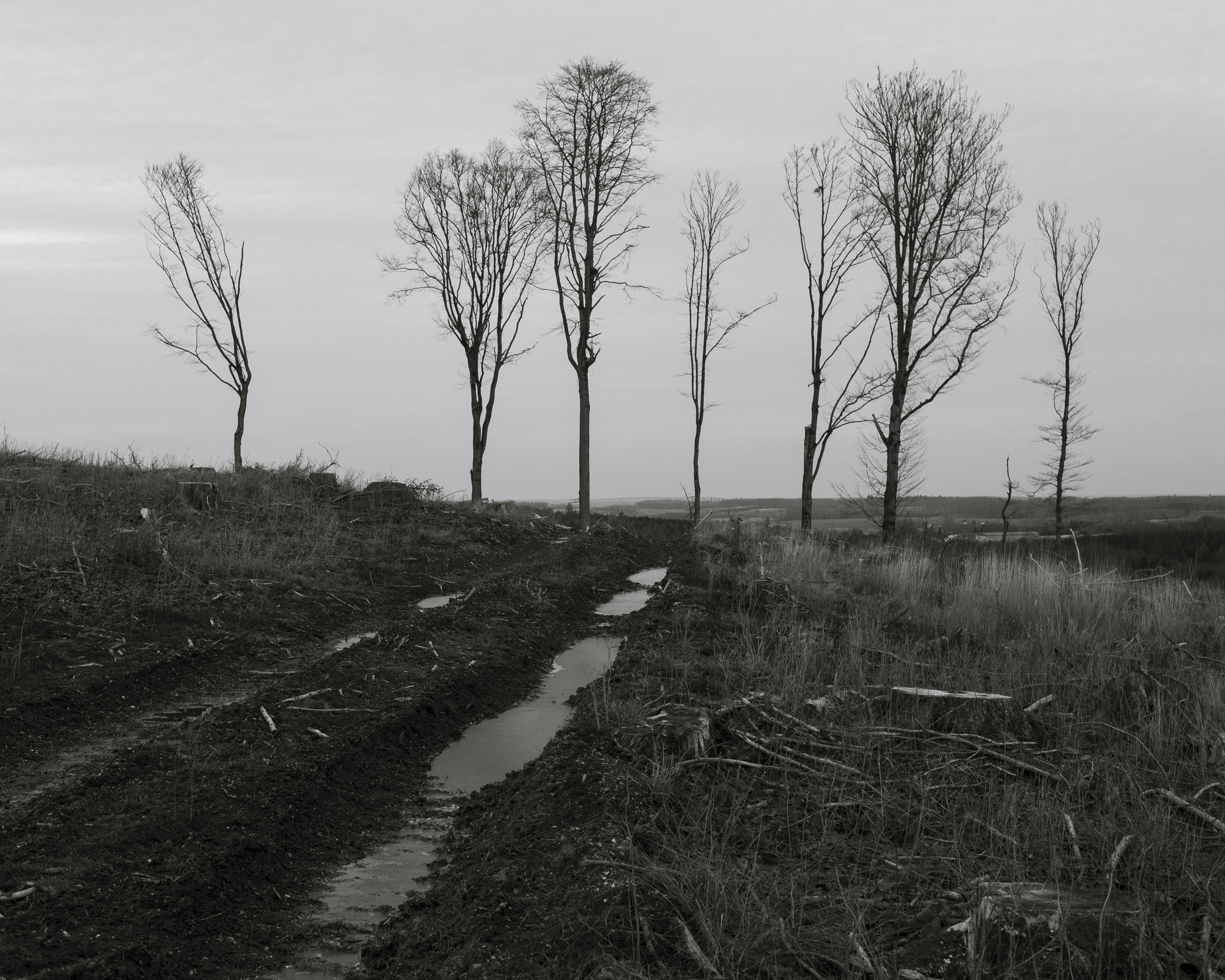 Janusz Beck Hart
